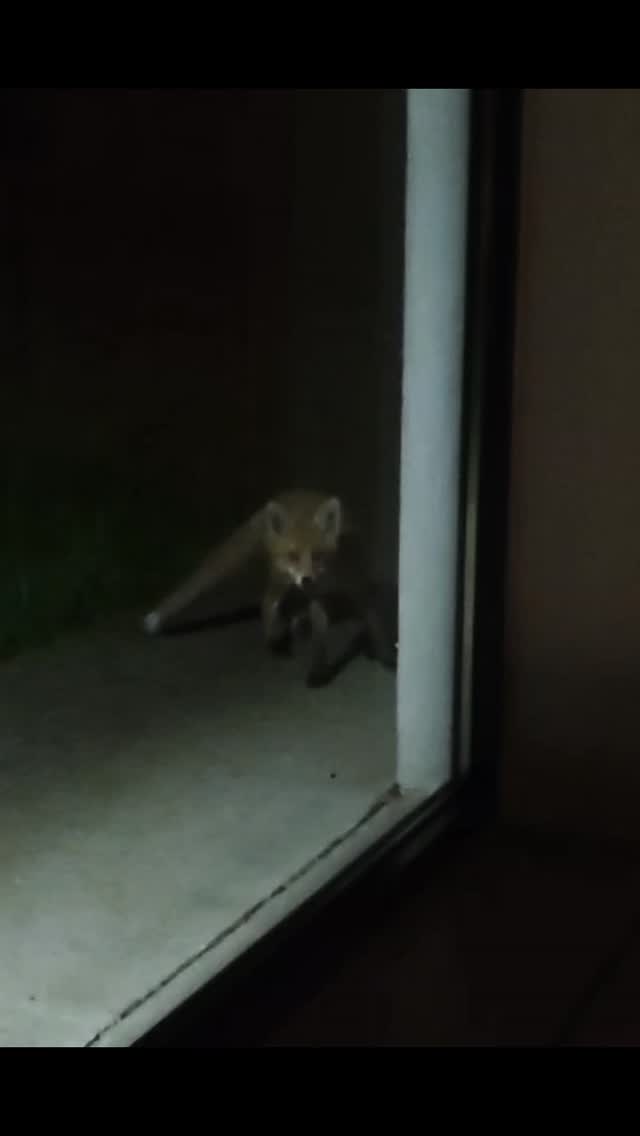 Taki sąsiad #skromnylas #fox